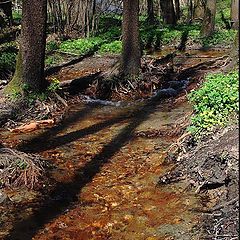 photo "Mosaic spring creeks ...     Nature hints"