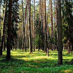 фото "ветреница"