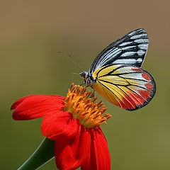photo "Flying flower..."