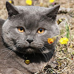 фото "кот весной"