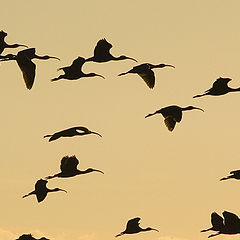 photo "BLACK IBIS"