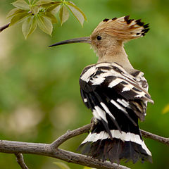 photo "Hoopoe: coquette"