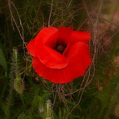 фото "red on the green"