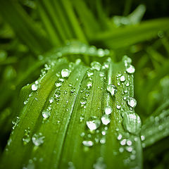 photo "After rain"