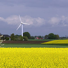 фото "Oilseed rape..."