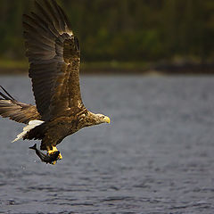 photo "Golden Eagel...."