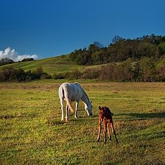 photo "damping"