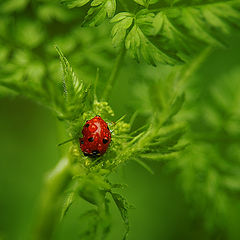 photo "After rain"