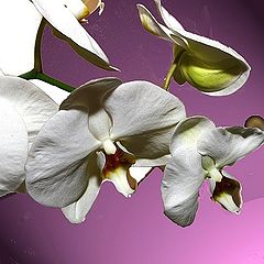 фото "white orchids"
