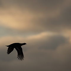 photo "Flight of a black grouse"
