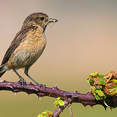 photo "Saxicola Torquata Female"