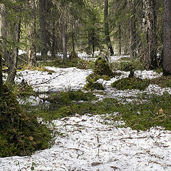 photo "melting snow"