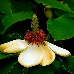 фото "magnolia"