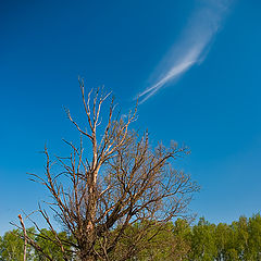 photo "Soul of a dry tree"