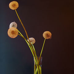 photo "Dandelions"