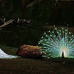 photo "The White Peacock"