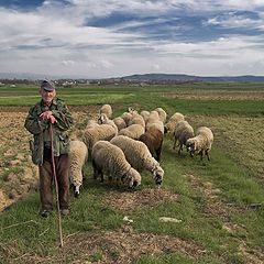 фото "Shepherd"