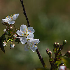 фото "Вишня"