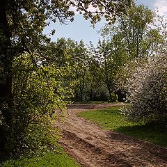 фото "Цветение."