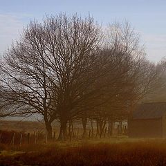 фото "good morning"