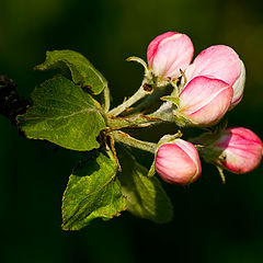 photo "***"