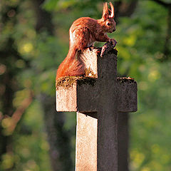 photo "Grave guardian"