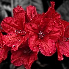 photo "Rododendron"