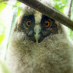 photo "Owlet"