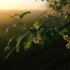 фото "Черемуховое утро"