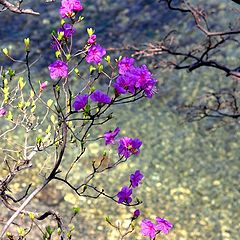 фото "Rododendron"