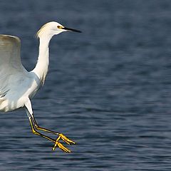 фото "egretta thula"