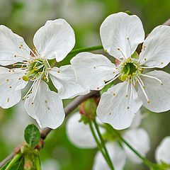 photo "Blossomed under the snow-white cherry window"