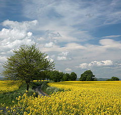 фото "Yorkshire"