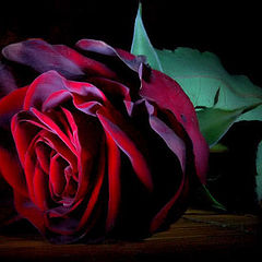 фото "rose"