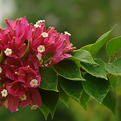 photo "Exotic southern flower"