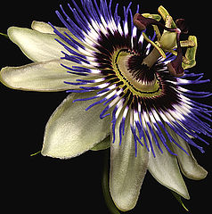 фото "Passiflora"