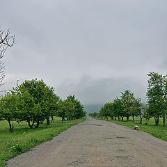 photo "Between trees"