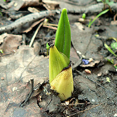 photo "germination of banana :)"