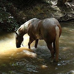 фото "" A Horse Day Afternoon "."