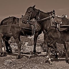 фото "Лошадки"