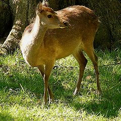 photo "Wildlife."