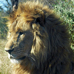 фото "Enjoying Winter Sun"