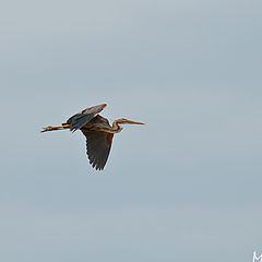 photo "Gar&#231;a-vermelha (Purple Heron)"