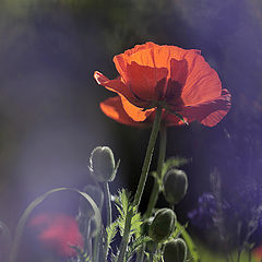 photo "blue Papaver rhoeas"