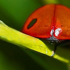 фото "Beetle Booty"