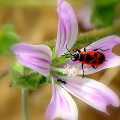 фото "Nature Fancy..."