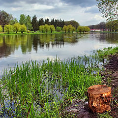 фото "In the Forest Park 2"