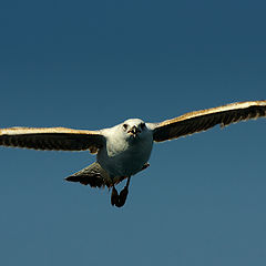 photo "I Believe I Can Fly"