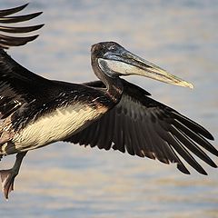 photo "Pablo the Pelican"