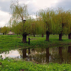 фото "In the Forest Park 3"